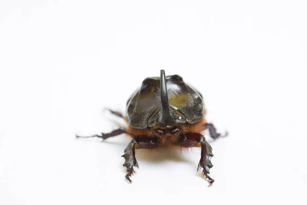 Besouro rinoceronte de perto - tiro de estúdio, biologia insetoide — Fotografia de Stock