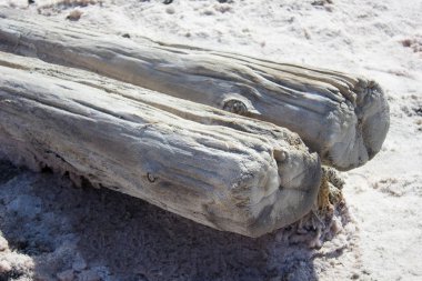 Bir maden fabrikasında tuzla kaplı güzel ahşap kütükler