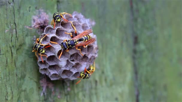 Die Wespenfamilie Sieht Auf Ihrem Papiernest Larven Gezüchtet Und Gefüttert — Stockvideo