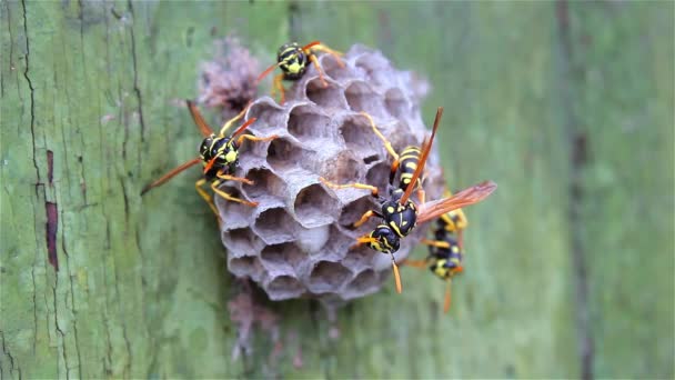 蜂科在纸巢上看到幼虫生长和觅食的地方 绿色漆成绿色的老木材背景 照料后代 害虫和咬人的昆虫 野生动物在一个静态视频 威胁应对措施 — 图库视频影像