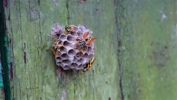 Wasp Family Sees Its Paper Nest Larvae Grown Fed Green Royalty Free Stock Video