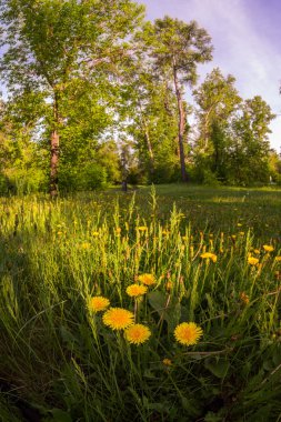 Gün batımında yeşil bir ormanda sarı dandelions alan.