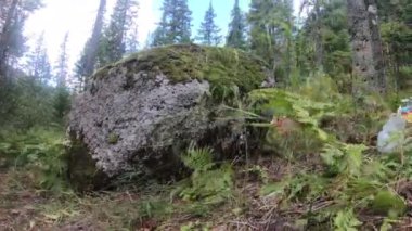 4k hareket büyük rock rock çim ve fern çöp ile hızlandırılmış