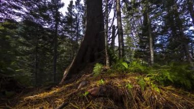 4 k timelapse hareket yeşil çim bir büyük sedir ağacının gövde