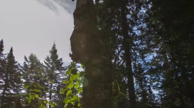 4 k timelapse hareket yeşil çim bir büyük sedir ağacının gövde