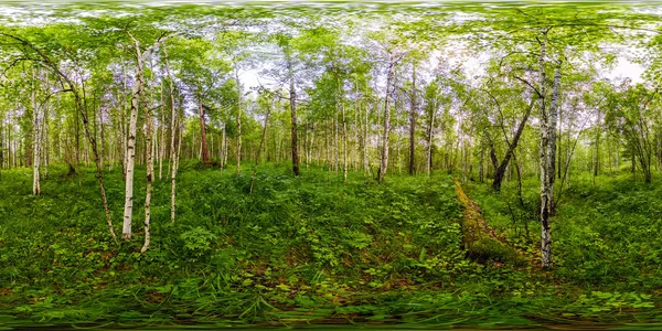 Groene berkenbos in de zomer witte stammen van bomen. Bolvormig panorama 360vr — Stockfoto
