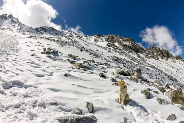 Λαμπραντόρ Ριτρίβερ σκύλο λευκό πάνω σε ένα χιονισμένο βουνό φαίνεται σε απόσταση — Φωτογραφία Αρχείου