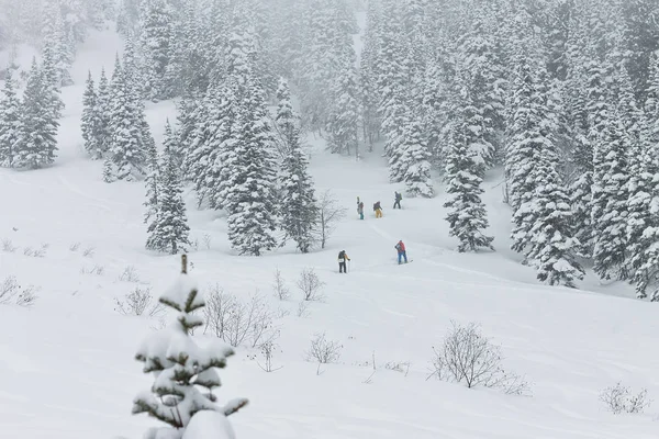 Friåkare skidåkare gruppen skitur uppför i snö i vinter skog — Stockfoto