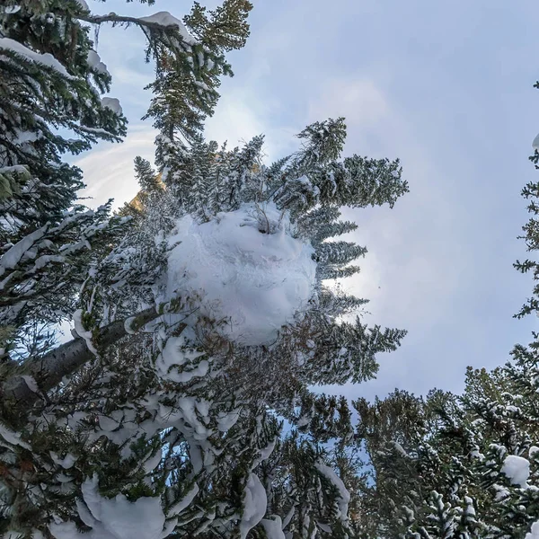 Bosque invernal de abetos en las montañas al atardecer al atardecer a la hora azul Pequeño planeta 360 panorama — Foto de Stock