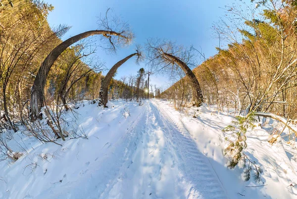 Straße im Winterwald bei Tagesanbruch — Stockfoto