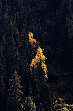 Şafakta koyu iğne yapraklı ormanda sarı parlak sonbahar ağacı. Minimalist manzara