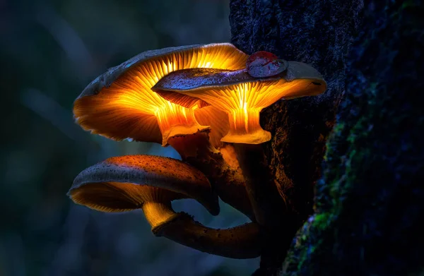 Gloeiende paddestoelen in een donker bos, groeiend op een stronk in een fantasiebos, prachtig magisch licht van een paddestoel, macro fotografie Stockfoto