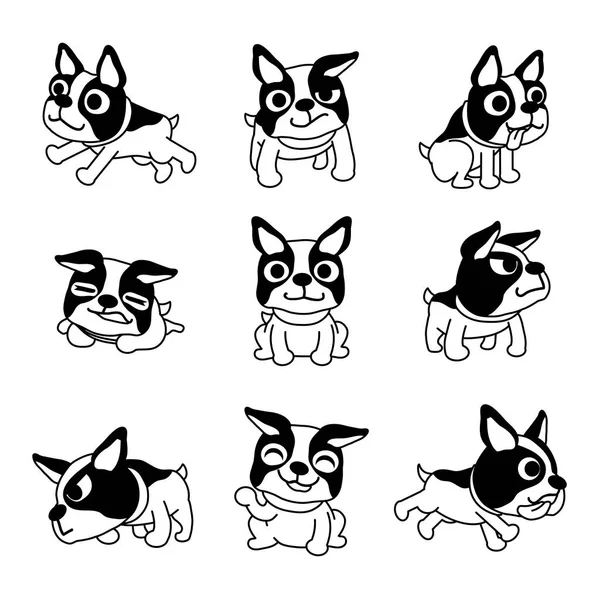 Set tasarımı için vektör çizgi film karakteri boston terrier köpek pozlar.