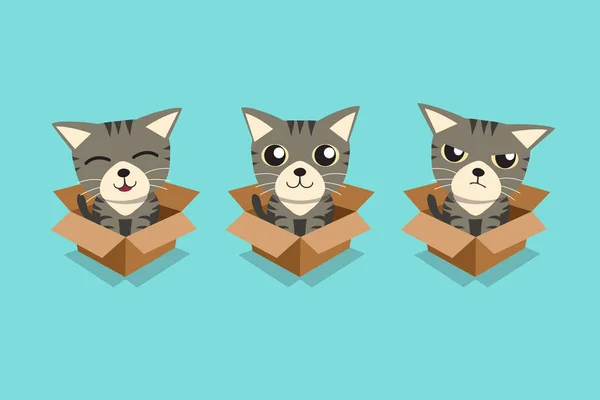 设计的纸板盒中的斑猫的矢量卡通插图集 — 图库矢量图片