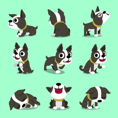 Set tasarımı için vektör karikatür karakter sevimli boston terrier köpek pozlar.