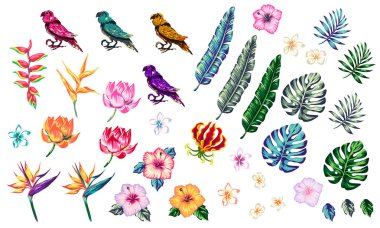 Egzotik çiçekleri olan ve vektör tasarımı yapan tropik bir koleksiyon beyaz, tropikal çiçekler ve papağan üzerinde izole edilmiş elementler, tropikal çiçekli yaz arkaplanı