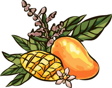 Mango meyveleri çizim stili vektör illüstrasyonu. El çizimi poster. Yaprak ve küp dilimli egzotik meyve kompozisyonu. Retro illüstrasyon beyaz arkaplanda izole edildi.
