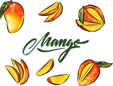 Mango meyveleri çizim stili vektör illüstrasyonu. El çizimi poster. Yaprak ve küp dilimli egzotik meyve kompozisyonu. Retro illüstrasyon beyaz arkaplanda izole edildi.
