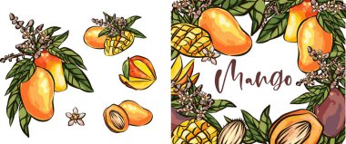 Mango meyveleri çizim stili vektör illüstrasyonu. El çizimi poster. Yaprak ve küp dilimli egzotik meyve kompozisyonu. Retro illüstrasyon beyaz arkaplanda izole edildi.