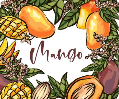 Mango meyveleri çizim stili vektör illüstrasyonu. El çizimi poster. Yaprak ve küp dilimli egzotik meyve kompozisyonu. Retro illüstrasyon beyaz arkaplanda izole edildi. Mangolu vektör çerçevesi.