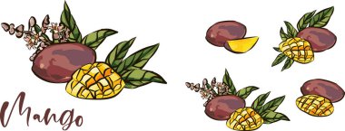 Mango meyve vektörü ayarlandı. İşlenmiş organik gıda el çizimi, kabartma çizimi. Beyaz arka planda siyah beyaz mango..