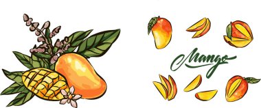 Elle çizilmiş organik mango şablonu. Ağaçta yetişen meyve ve mango suyu parçaları. Mango bahçesi, ambalaj ve etiketlerin sunumu için arkaplan.