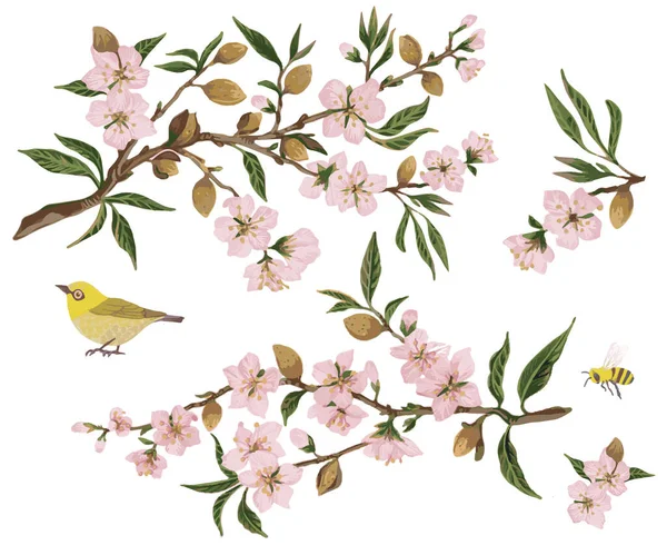 ピンク色の花でアーモンドの枝を咲かせます 現実的な孤立ベクトルイラスト手描きの植物イラストのセット 招待状 映画のポスター ファブリックや他のオブジェクトのデザインのための要素 白に隔離された — ストックベクタ
