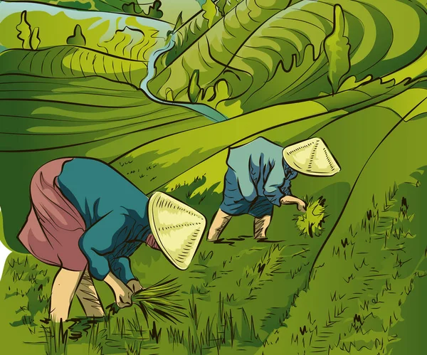 Los Campesinos Vietnamitas Plantan Arroz Los Agricultores Trabajan Campos Arroz — Vector de stock