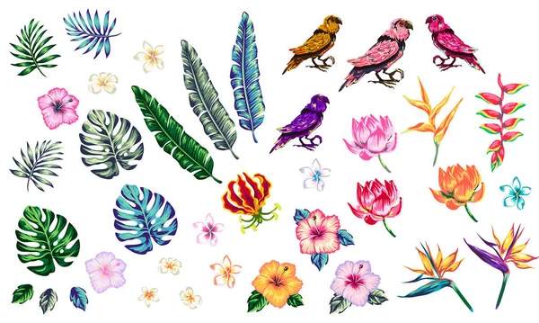 Collection Tropicale Avec Des Fleurs Exotiques Des Feuilles Vectorielles Éléments — Image vectorielle