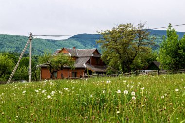 Dandelions dağ peyzaj alanı