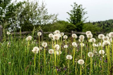 Dandelions dağ peyzaj alanı