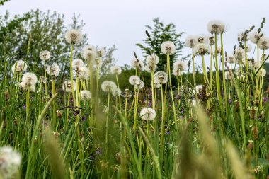 Dandelions dağ peyzaj alanı