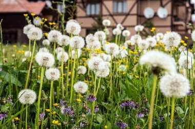Dandelions dağ peyzaj alanı