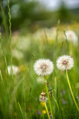 Dandelions dağ peyzaj alanı