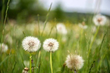 Dandelions dağ peyzaj alanı