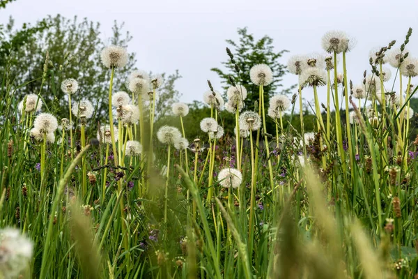 Dandelions dağ peyzaj alanı