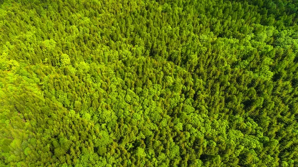 Luftaufnahme Aus Der Nähe Eines Waldes Mit Grünen Bäumen — Stockfoto
