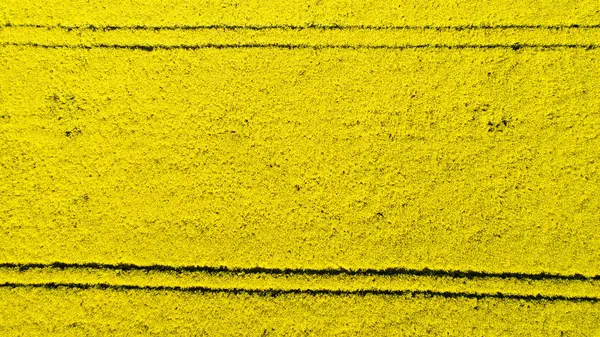 Aerial view of colorful rapeseed field in spring. Close-up