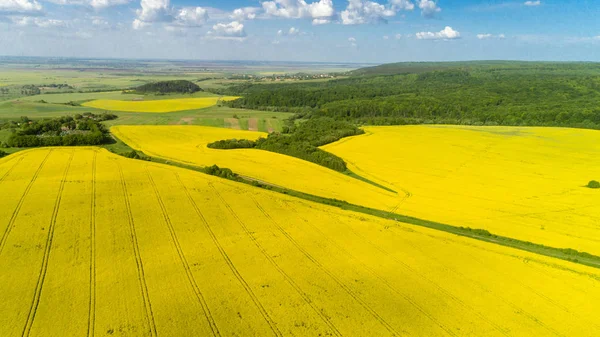 Letecký Pohled Barevné Řepkové Pole Jaře Modrou Oblohou Ukrajině — Stock fotografie