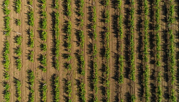 Flygfoto Över Druva Fältet Sommar — Stockfoto