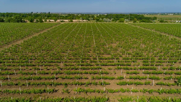 Вид Воздуха Виноградное Поле Летом — стоковое фото