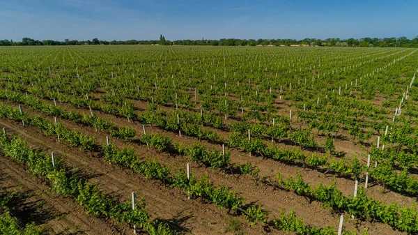 Stock image Aerial view of grape field in summer