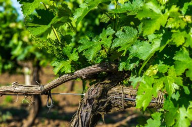 Üzüm asmaları basit grafik manzara. Yakın çekim.