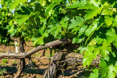 Üzüm asmaları basit grafik manzara. Yakın çekim.