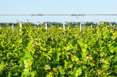 Üzüm asmaları basit grafik manzara. Yakın çekim