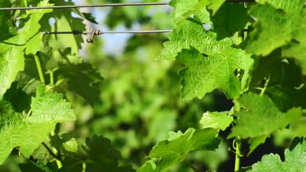 Simple Graphic Landscape Grape Vines Close — Stock Video