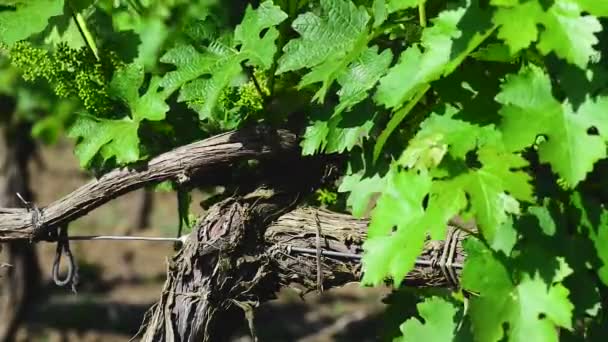 Einfache Grafische Landschaft Der Weinreben Nahaufnahme — Stockvideo