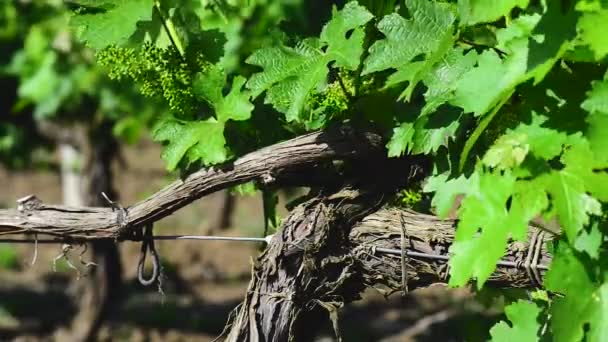 Einfache Grafische Landschaft Der Weinreben Nahaufnahme — Stockvideo