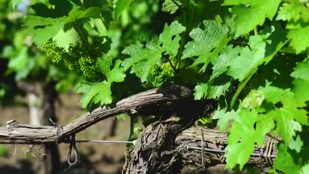 Simple Graphic Landscape Grape Vines Close — Stock Video