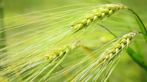 春の新鮮な朝の緑の小麦のクローズ アップ — ストック動画